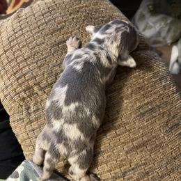 Dachshund Puppies from Monicas Mini Dachshunds