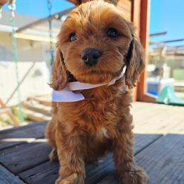Zeus - Red male Cavapoo puppy in Roseville, California from Heavenly Goldendoodles