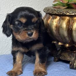 Morrigan - Black and tan female Cavalier King Charles Spaniel puppy in Oklahoma from Rocky Oak Cavaliers & Biewer Terriers LLC