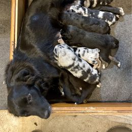 Australian Shepherd puppies from Rock Solid Ranch