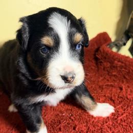 Orion - Black tri-color male Australian Shepherd puppy in Yelm, Washington from Country Rose Australian Shepherds
