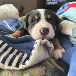Yellow boy - Black, white and red male Greater Swiss Mountain Dog puppy in Knoxville, Maryland from Dahlgren Swissys