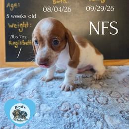 Tigger - Piebald male Dachshund puppy in Hoquiam, Washington from Heyd's Mini Dachshunds
