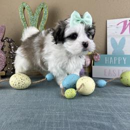 Mr Green Collar - Black and white male Mal-Shi puppy in Poolville, Texas from Tx Pups
