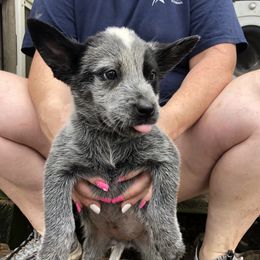 Australian Cattle Dog puppies from Stars and Stripes Heelers and Hounds