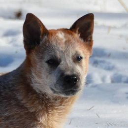 Australian Cattle Dog Puppies from Caliche Australian Cattle Dogs