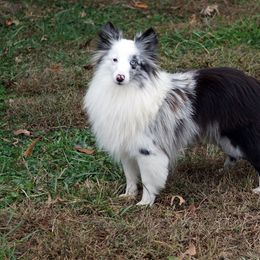 Quilla - Toy Shetland Sheepdog