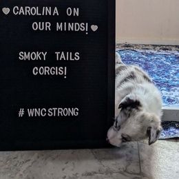 Cardigan Welsh Corgi Puppies from Smoky Tails Corgis