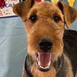 Ruby - Airedale Terrier