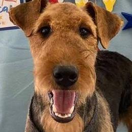 Ruby - Airedale Terrier