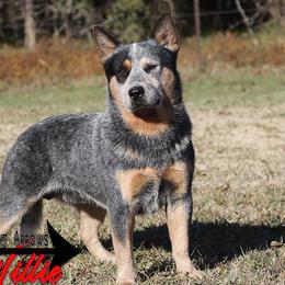 Willie - Australian Cattle Dog