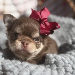 Mila - Chocolate and tan female Chihuahua puppy in Newport Beach, California from Exotic City Pomeranians and chihuahuas