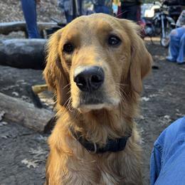 Bailey - Golden Retriever