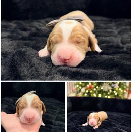 Frosty - Red male Australian Labradoodle puppy in Summerfield, North Carolina from Four Oaks Labradoodles