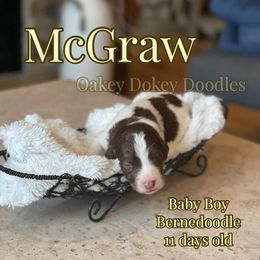 - Bernedoodle puppy in Nebraska from Oakey Dokey Doodles
