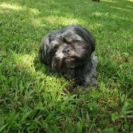 Esme - Shih Tzu