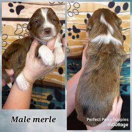 Boy 2 - Brown merle male Aussiedoodle puppy in Hillsboro, Illinois from Perfect Paws Puppies