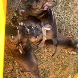 German Shepherd Puppies from Stephanie hoffman german shepherds