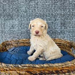 Jasper - Cream male Goldendoodle puppy in Chattanooga, Tennessee from Hilltop Cuddle Pups