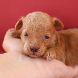 Frosty - Red  male Poodle puppy in Goliad, Texas from Sassy Lil Aussies and Diamond W Poodles