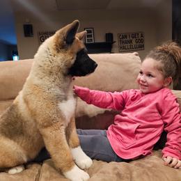 Akita Puppies from TLC Akitas