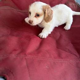 Lumine - Piebald female Dachshund puppy in Conroe, Texas from Dots Dachshunds