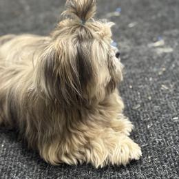Brooks - Shih Tzu