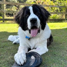 Millie - Caucasian Shepherd Dog