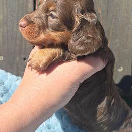 Bosco - Chocolate and tan male Dachshund puppy in Riverdale, Utah from Behive Doxies