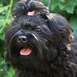 Russian Tsvetnaya Bolonka and Shih Tzu Puppies from Pink Lotus Kennels