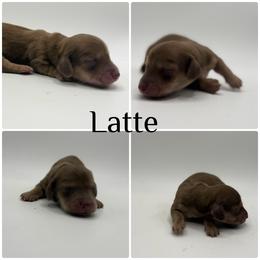 Latte - Chocolate and cream female Dachshund puppy in Bartlesville, Oklahoma from Kippers Keepsake Dachshunds