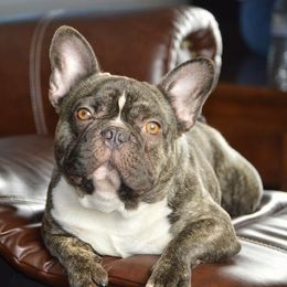 French Bulldogs from Garcia Brothers Frenchies