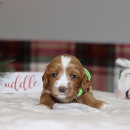 Lime Green - Caramel female Australian Labradoodle puppy in Calhoun, Louisiana from Arrowhead Australian Labradoodles