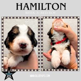 Hamilton (Red collar) - Tri-color male Bernedoodle puppy in Boiling Springs, South Carolina from OlliePups, LLC