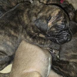 Doberman Pinscher and Great Dane Puppies from Draggin Dobermans & Great Danes