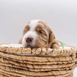 Sharpay - Red female Bernedoodle puppy in Saratoga Springs, Utah from Saratoga Springs Doodles