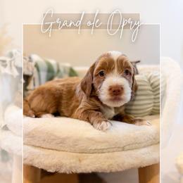 Blue collar - Red  male Goldendoodle puppy in Newcastle, Oklahoma from Ritzy Creek Doodles
