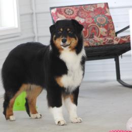 Roulette - Australian Shepherd
