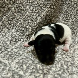 Border Collie and Jack Russell Terrier Puppies from CP FARMS BORDER COLLIES N JACKS CORP