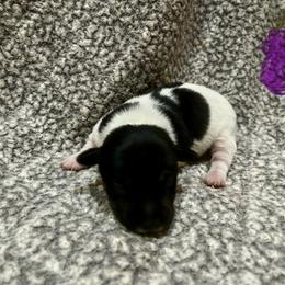 Border Collie and Jack Russell Terrier Puppies from CP FARMS BORDER COLLIES N JACKS CORP