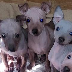 American Hairless Terriers from Wesley's American Hairless Terriers