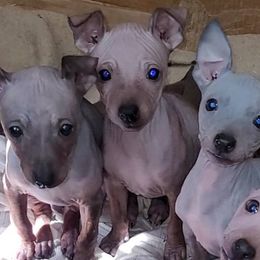 American Hairless Terriers from Wesley's American Hairless Terriers