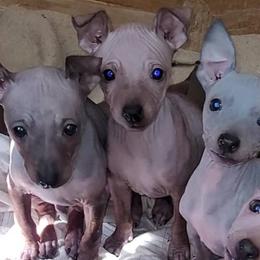 American Hairless Terriers from Wesley's American Hairless Terriers
