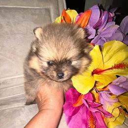 Sharon - Orange sable female Pomeranian puppy in Zavalla, Texas from Precious Puff Poms