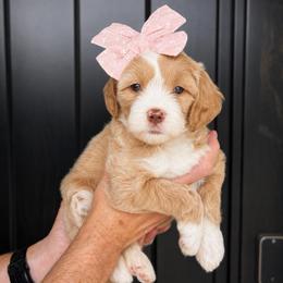 Ella - Apricot female Goldendoodle puppy in Van Alstyne, Texas from Forest Haven Doodle Co.