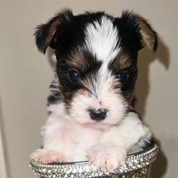 Girl 1 - Yorkshire Terrier puppy from My Exotic Yorkies LLC