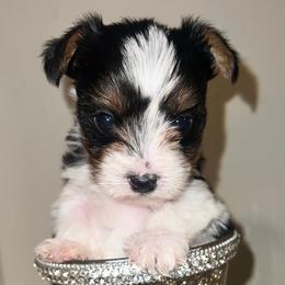 Girl 1 - Yorkshire Terrier puppy from My Exotic Yorkies LLC