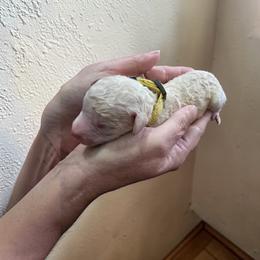 Yellow - White male Poodle puppy in Henagar, Alabama from Windy Oak Kennels