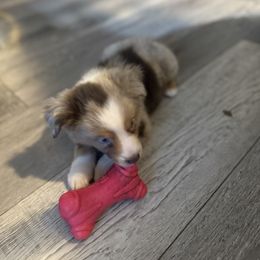 Miniature American Shepherd Puppies from Sonya Young