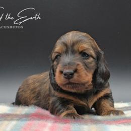 Mauve Collar ON HOLD - Red female Dachshund puppy in Zebulon, North Carolina from Salt of the Earth Dachshunds
